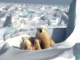 Eisbären wurden unter internationalen Artenschutz gestellt