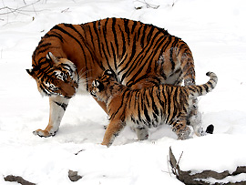 Tiger wurden unter internationalen Artenschutz gestellt